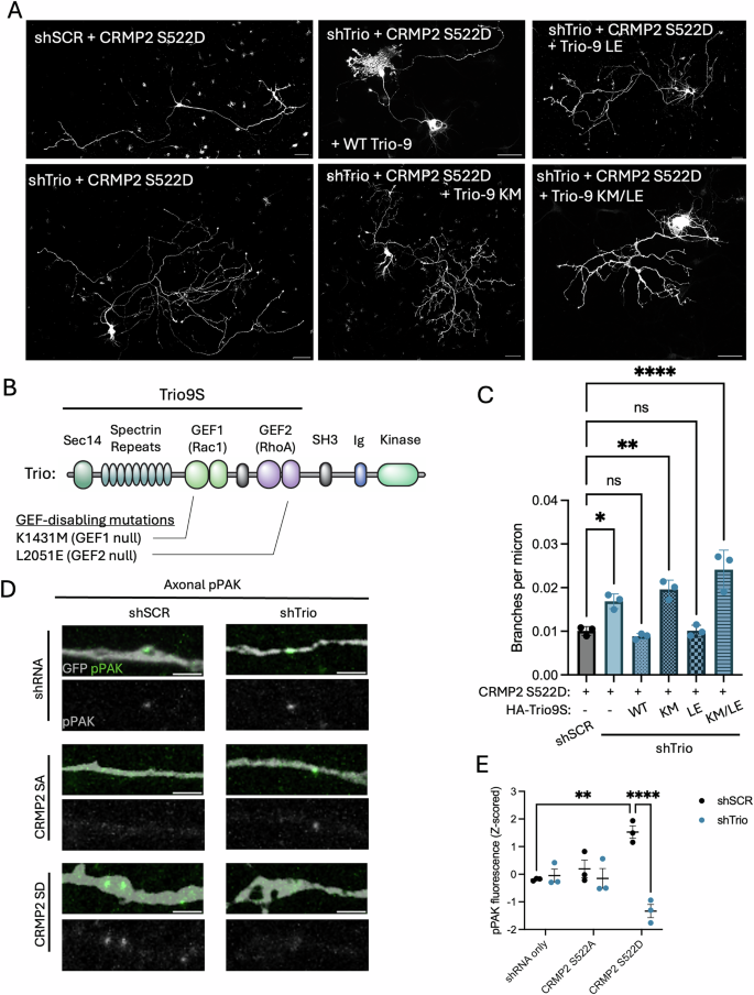 Chrm3 Neuron Trio and CRMP2 regulate axon branching and Semaphorin3A signaling ...