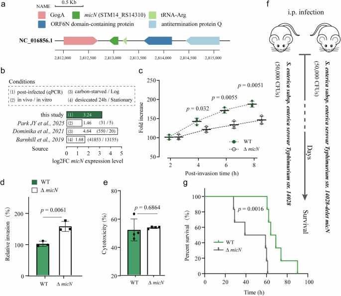 Fig. 1: MicN is intricately linked to the intracellular survival and pathogenicity of Salmonella.