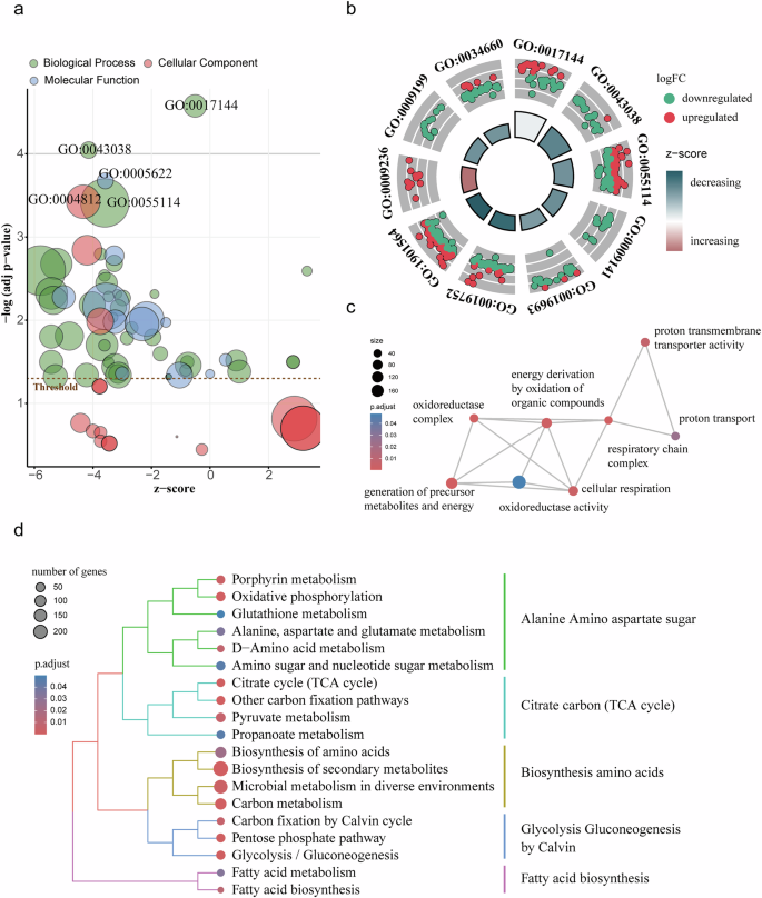 Fig. 3: Transcriptomic analysis indicates that MicN triggers transcriptional reprogramming in Salmonella.