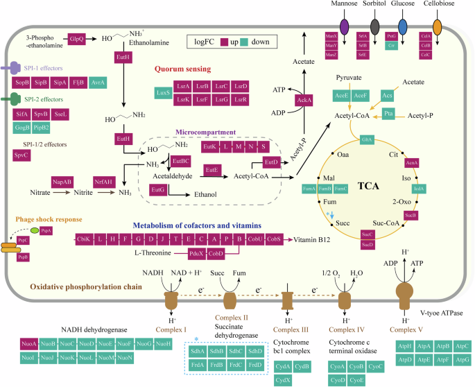 Fig. 4: Changes in metabolic pathway of Salmonella following MicN expression.