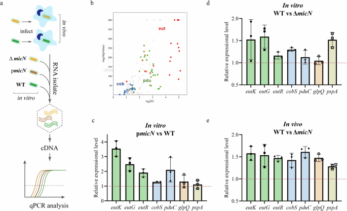 Fig. 5: In vivo and in vitro validation of changes in the ethanolamine utilization pathway and other representative genes.