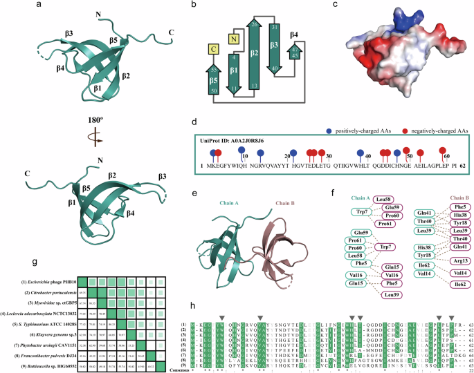 Fig. 6: Crystal structure of MicN.
