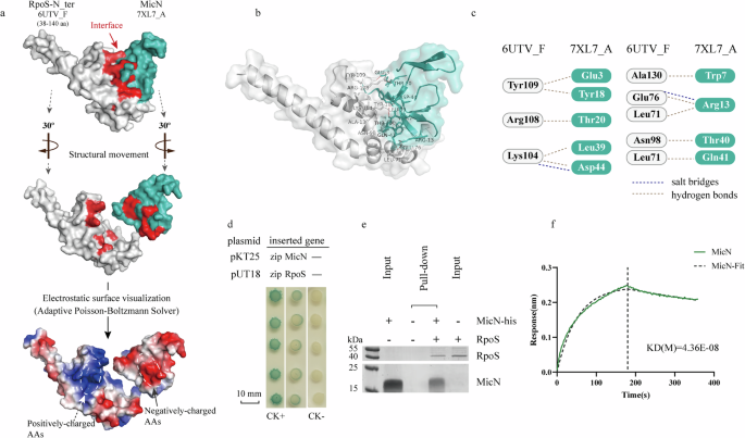 Fig. 7: Direct interaction between MicN and RpoS.