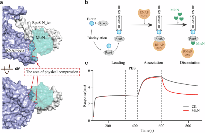 Fig. 8: MicN binding to RpoS interferes with RpoS binding to β′ subunit.