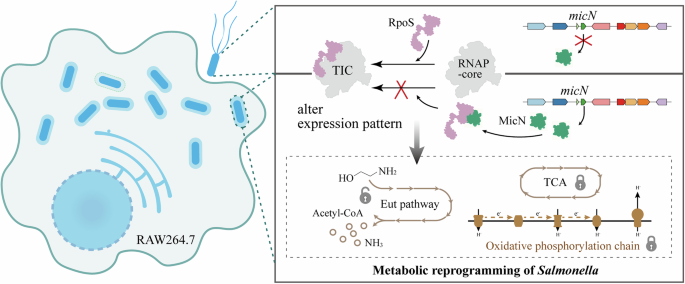 Fig. 9: Model of MicN-mediated regulatory mechanism in Salmonella.