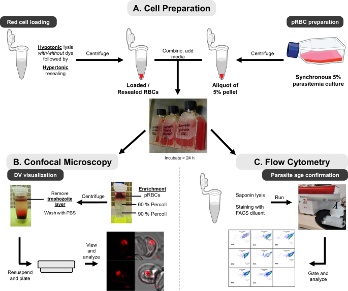 Fig. 1: Method summary of confocal imaging and flow cytometry for NF54 parasites to determine the volume of and uptake into the DV lumen.