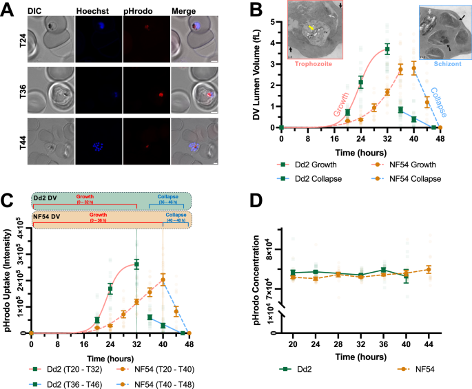 Fig. 2: Digestive vacuole lumen volumetric and uptake analysis in Pf parasites (Dd2 and NF54) using confocal microscopy.