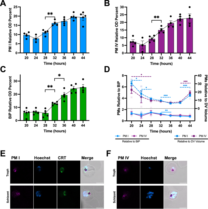 Fig. 3: Immunoblot and immunofluorescence analysis of hemoglobinases PM I and IV.