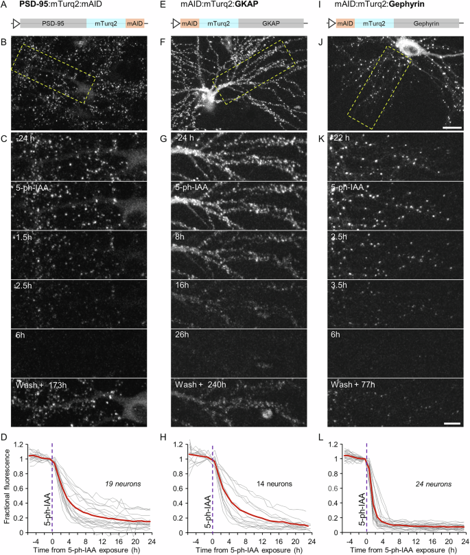 Fig. 1: Rapid degradation of postsynaptic scaffold proteins fused to mTurquoise2 and a mAID degron.