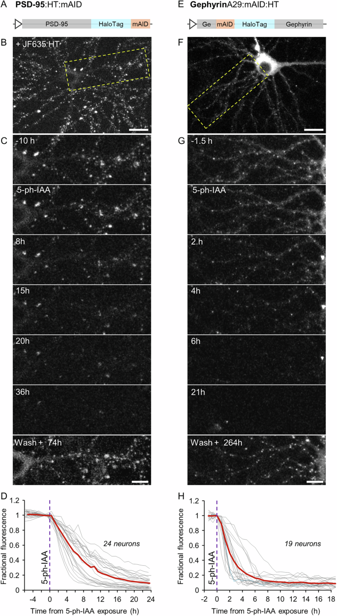 Fig. 2: Rapid degradation of postsynaptic scaffold proteins fused to HaloTag protein and a mAID degron.