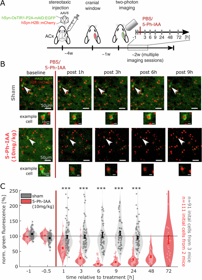 Fig. 3: AID2-mediated degradation and recovery of a soluble protein in vivo.