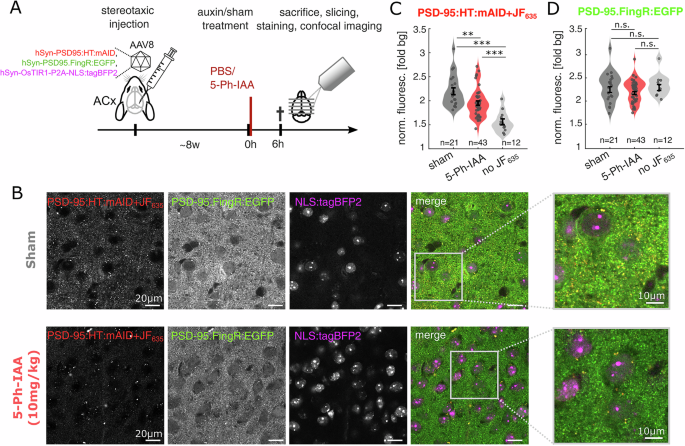 Fig. 4: AID2-mediated degradation and recovery of a synaptic scaffold fusion protein in vivo.