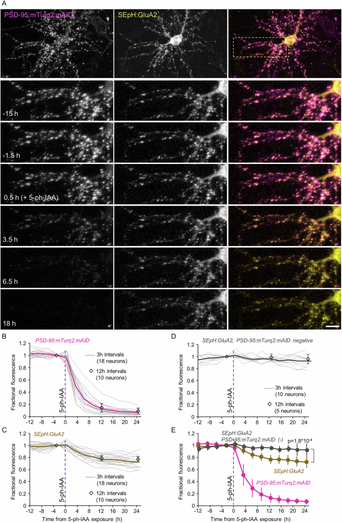 Fig. 5: Acute degradation of PSD-95:mTurq2:mAID is followed by loss of AMPARs at the same synapses.