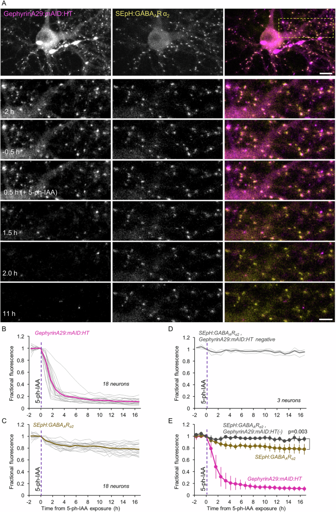 Fig. 6: Acute degradation of GephyrinA29:mAID:HT is followed by loss of GABARs at the same synapses.