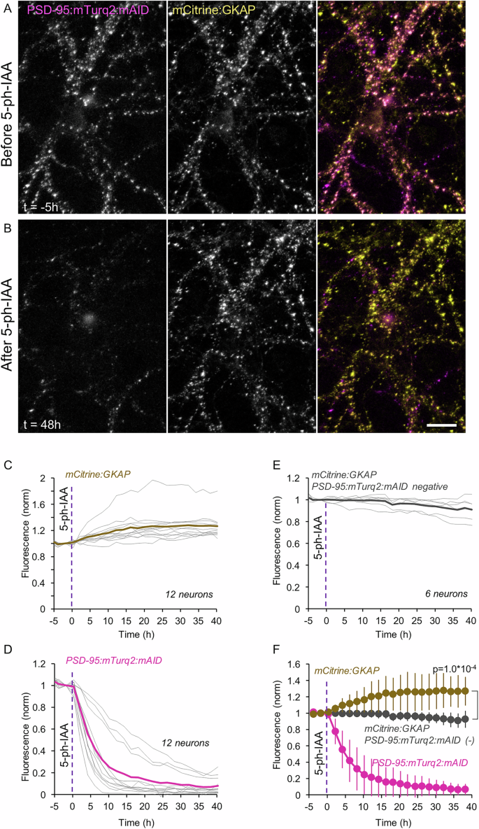 Fig. 7: Acute degradation of PSD-95:mTurq2:mAID is followed by GKAP influx into the same synapses.
