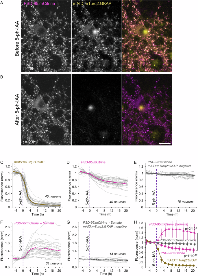 Fig. 8: Acute degradation of mAID:mTurq2:GKAP is followed by concomitant loss of synaptic PSD-95 and elevated levels of cytosolic PSD-95.