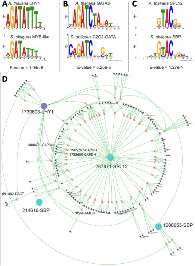 Fig. 7: Transcription factor binding motifs derived from DAP-seq.