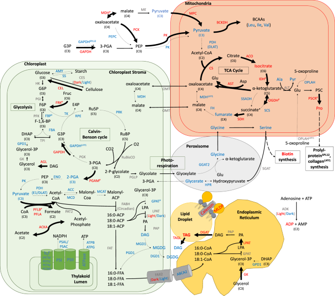 Fig. 8: Metabolic model of altered carbon flow during salt stress.