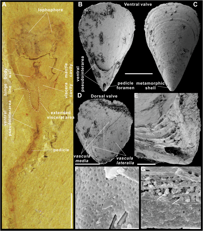 Fig. 1: Soft-bodied and three-dimensionally preserved Lingulellotreta yuanshanensis (Zhang, 2020) from the Yuanshan Formation (Cambrian Stage 3) in Yunnan Province, and from the lower Shuijingtuo Formation (Cambrian Stage 3) in Shaanxi Province, South China, respectively.