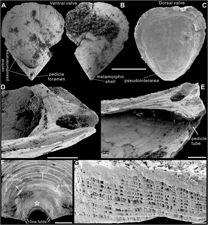 Fig. 2: Three-dimensionally preserved Lingulellotreta ergalievi (Koneva & Popov, 1983) from the upper Shuijingtuo Formation (Cambrian Series 2) in Hubei and Shaanxi provinces, South China.