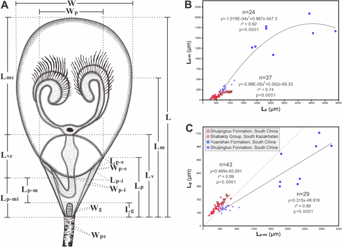 Fig. 3: Interpretative drawings of Lingulellotreta yuanshanensis, and bivariate plots of the ventral valves of early Cambrian Lingulellotreta yuanshanensis (red and crimson colours) and Lingulellotreta ergalievi (blue and slate blue colours).