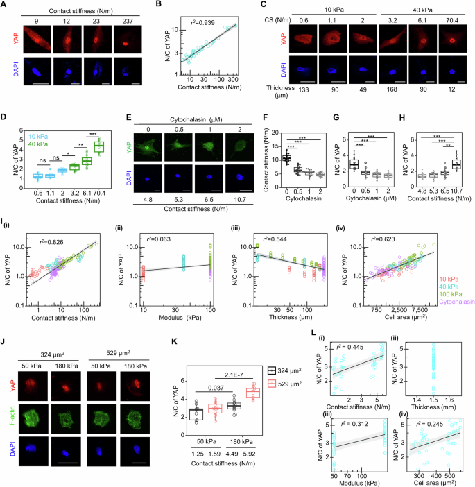 Fig. 2: Contact stiffness outperforms other individual parameters of cell-ECM systems in interpreting the mechanoregulation of YAP.