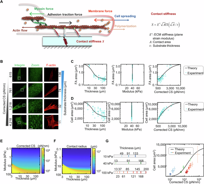 Fig. 3: Contact stiffness-based motor clutch model explains cell spreading and adhesion formation in response to different substrate thicknesses and moduli.
