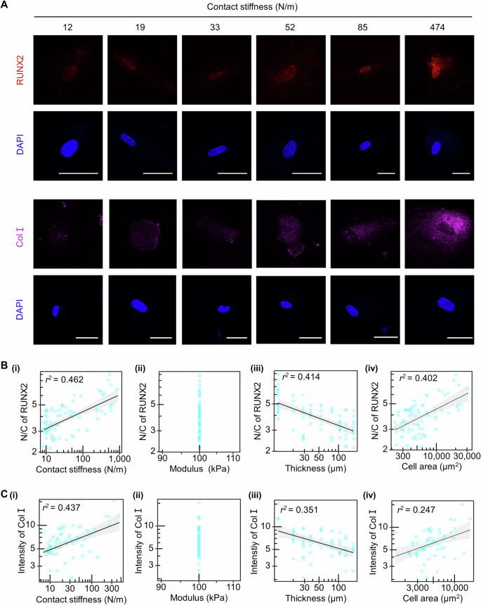 Fig. 4: The CS concept interprets the mechanoregulation of stem cell osteogenic differentiation.