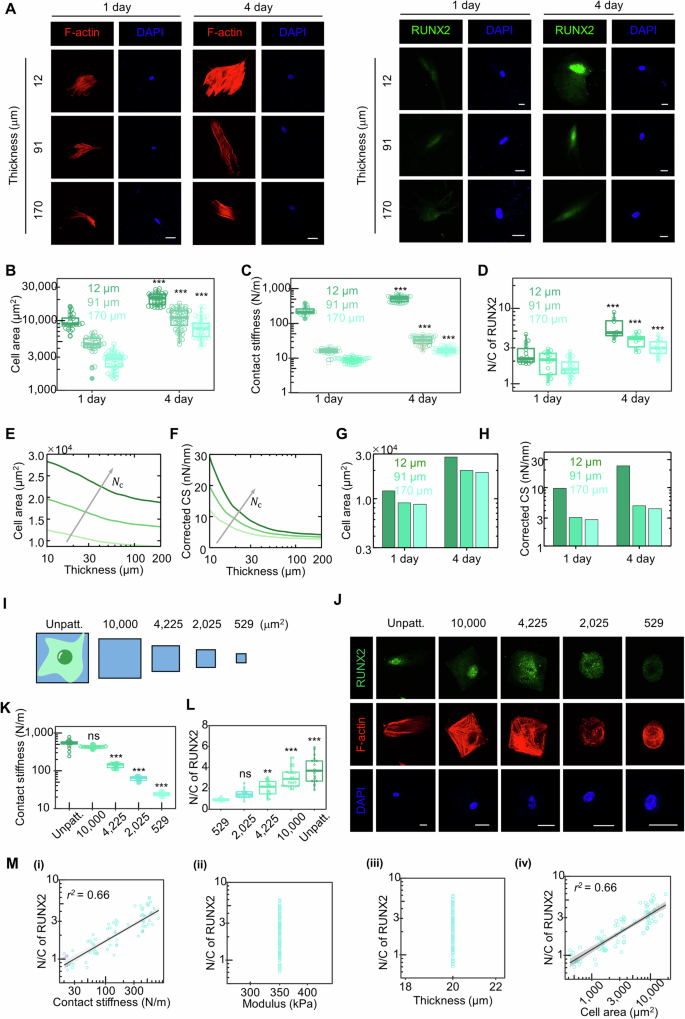Fig. 5: The time-dependent evolution of the CS contributes to stem cell differentiation induced by various physical and chemical factors.
