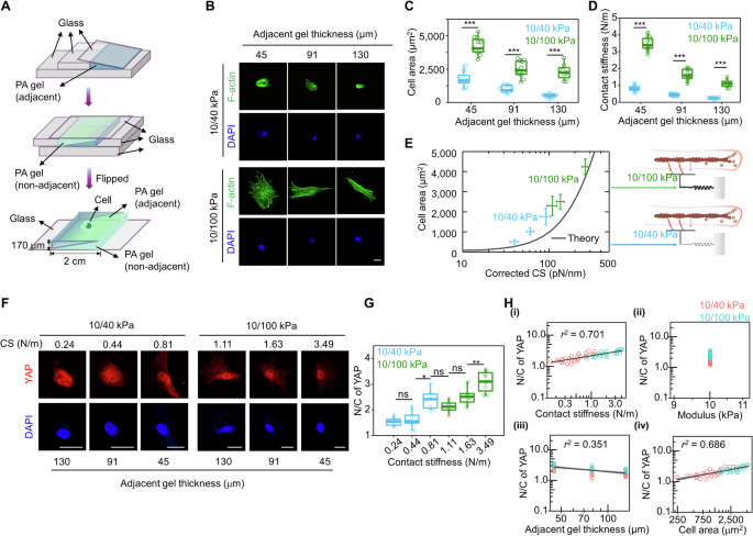 Fig. 6: The CS-based motor clutch model predicts the effect of a non-adjacent layer of composite ECM on cellular mechanosensing.