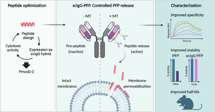 Engineering a single-chain immunoglobulin scaffold loaded with a latent ...