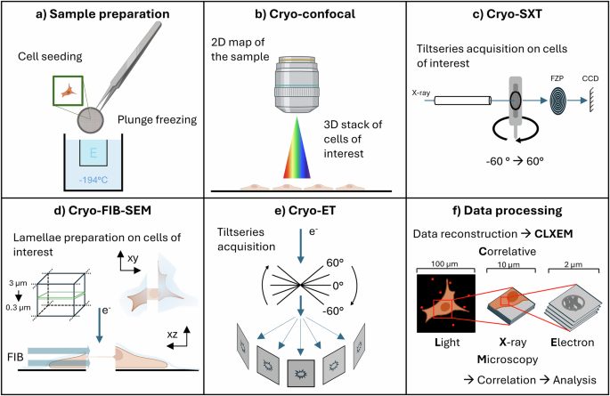 Fig. 1: Complete cryo-CLXEM workflow.