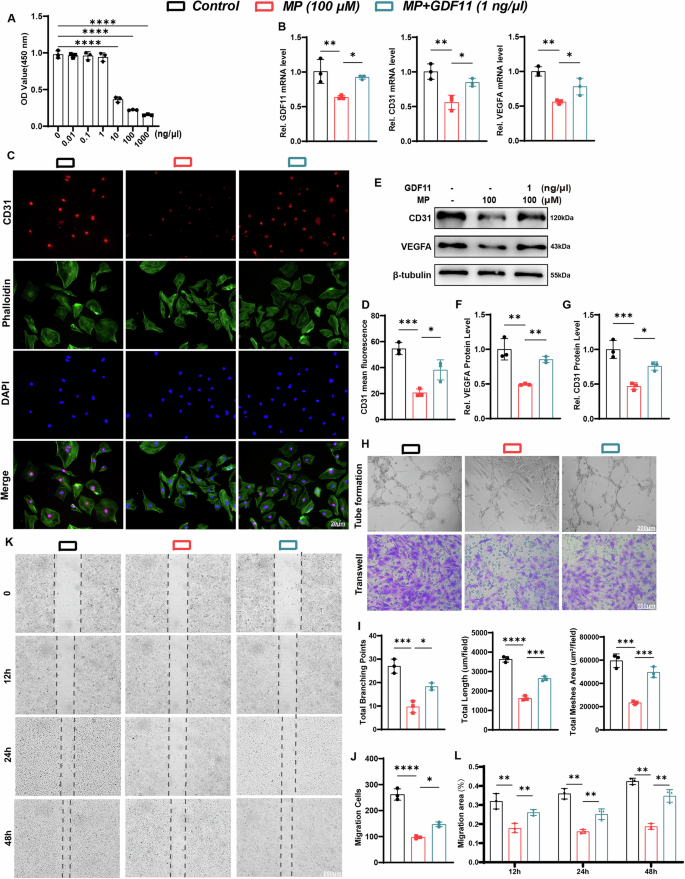 Fig. 2: Effects of GDF11 treatment on angiogenesis in HUVECs.
