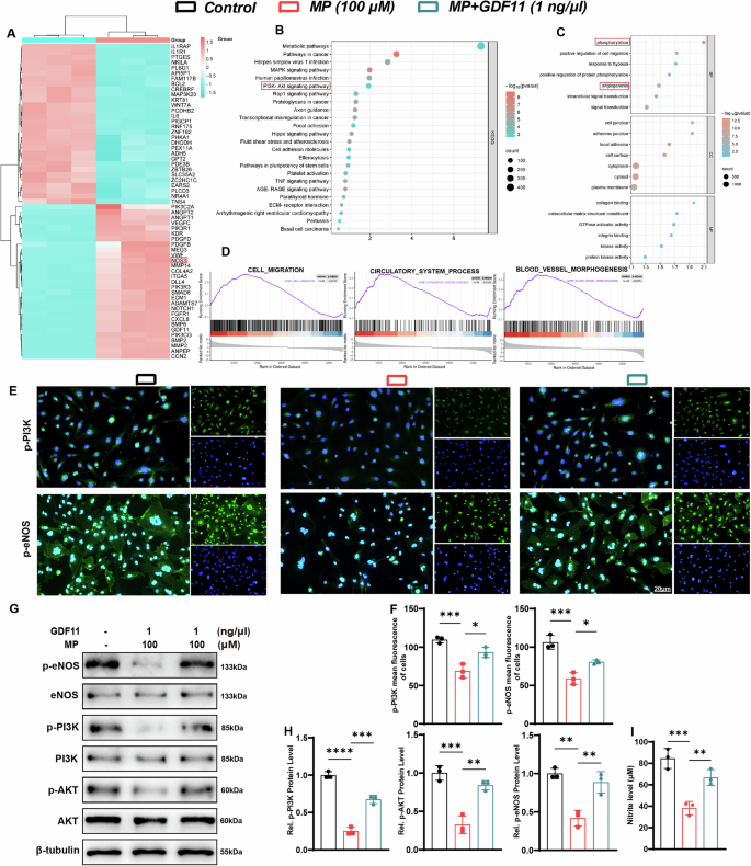 Fig. 5: The PI3K-AKT-eNOS signaling pathway might be the key through which GDF11 exerts its effects.