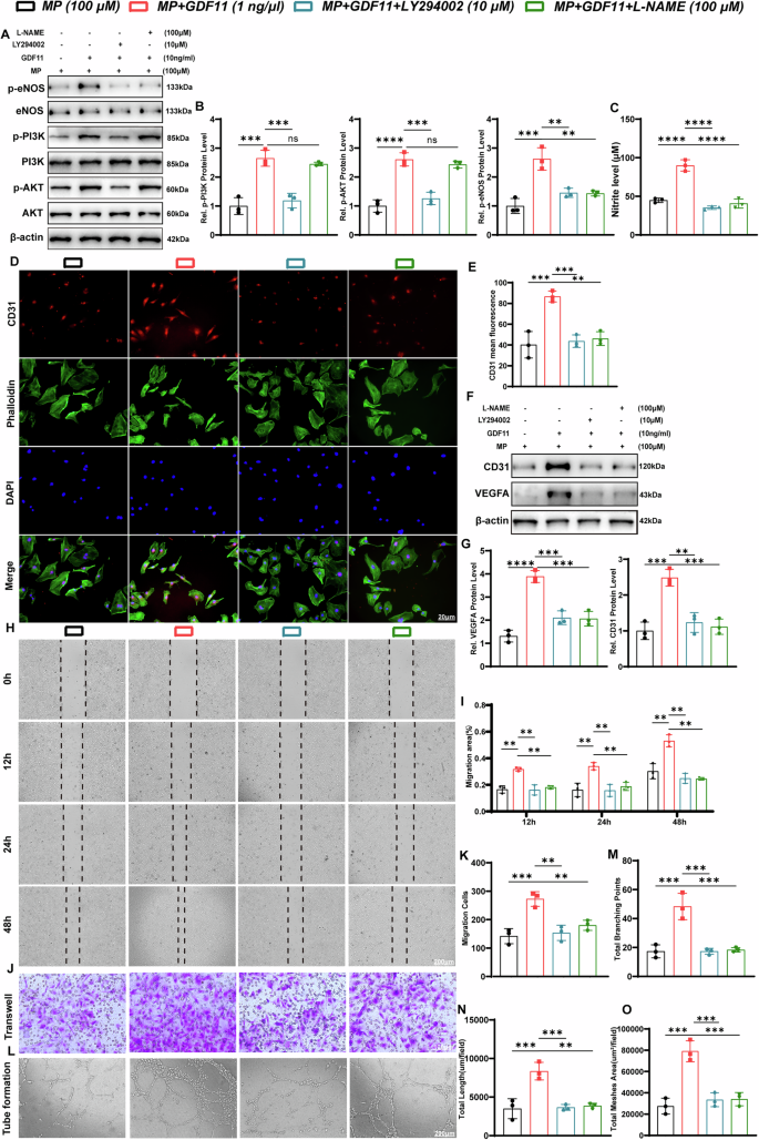 Fig. 6: GDF11 exerts pro-angiogenic effects through the PI3K-AKT-eNOS signaling pathway in vitro.