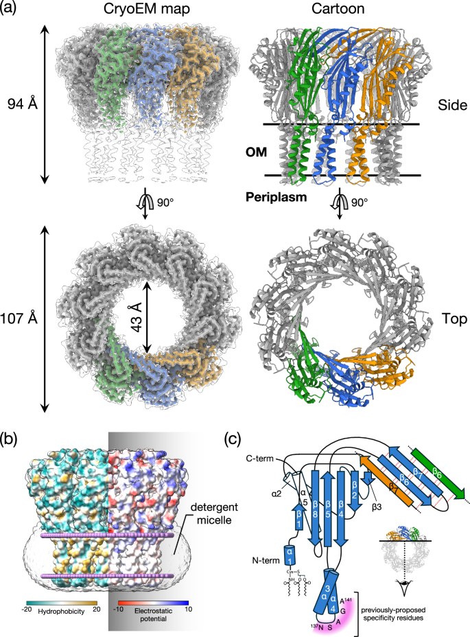 Fig. 1: TraT forms a tubular homodecamer.