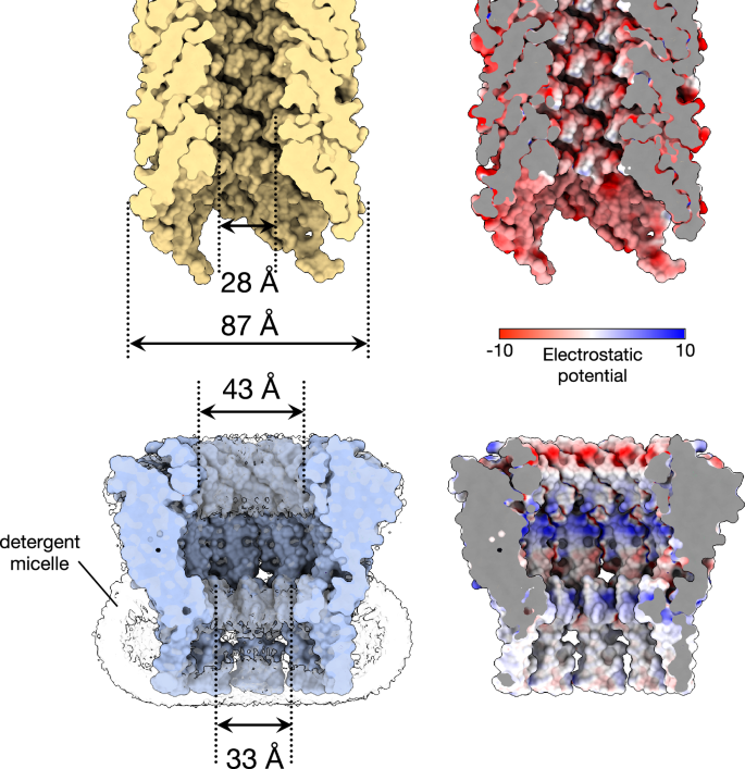 Fig. 2: Comparison of the size and internal surface charge of TraT and the conjugation pilus.