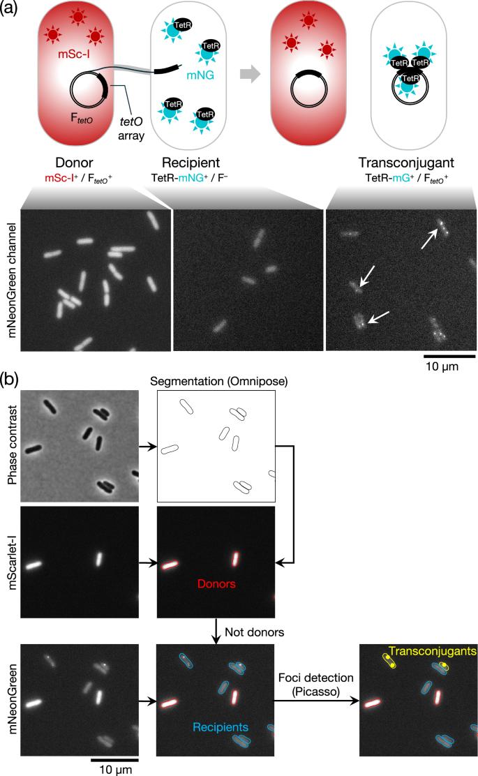 Fig. 3: Microscopy-based conjugation assay.