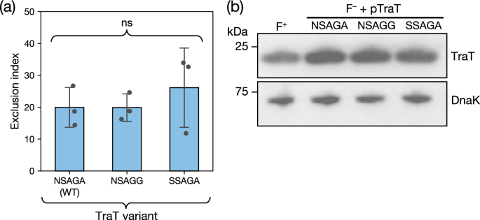 Fig. 4: The previously proposed specificity residues of TraT do not affect surface exclusion.