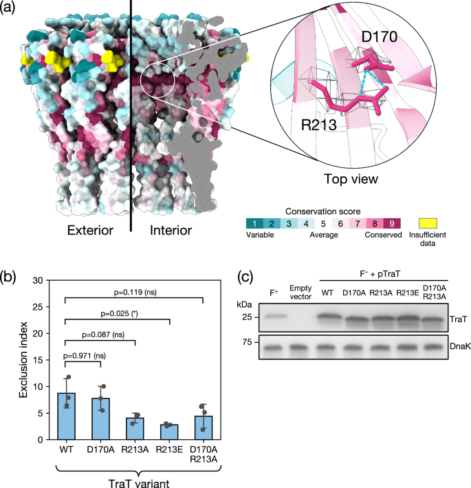 Fig. 5: Disruption of two highly conserved residues in the TraT lumen does not abolish surface exclusion.