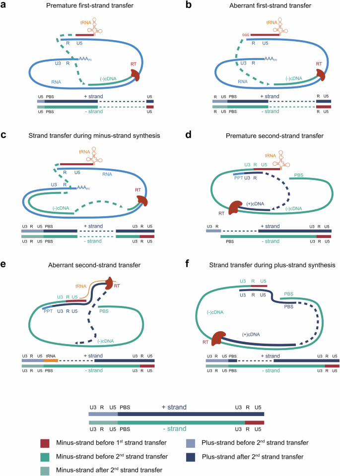 Fig. 4: Schematic representation of six mechanisms of aberrant strand transfer during reverse transcription.