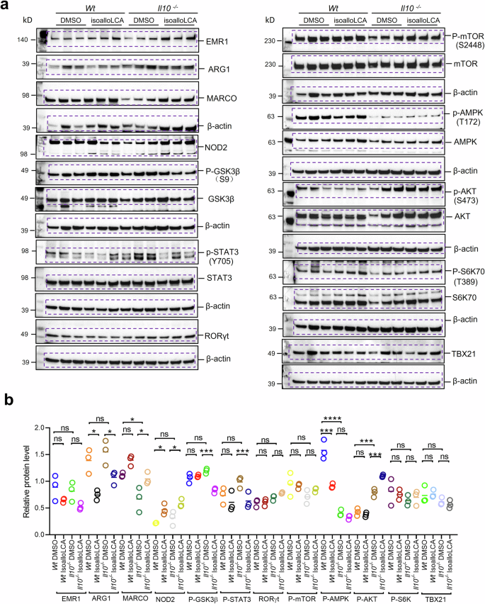 Fig. 10: IsoalloLCA inhibits inflammation in Il10 knockout (Il10−/−) BMDMs.