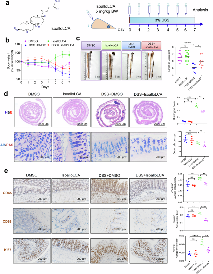 Fig. 4: IsoalloLCA amolierates the dextran sulfate sodium (DSS)-induced colitis.