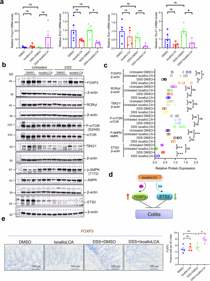 Fig. 5: IsoalloLCA promotes anti-inflammatory response in colon of the dextran sulfate sodium (DSS)-induced mice.