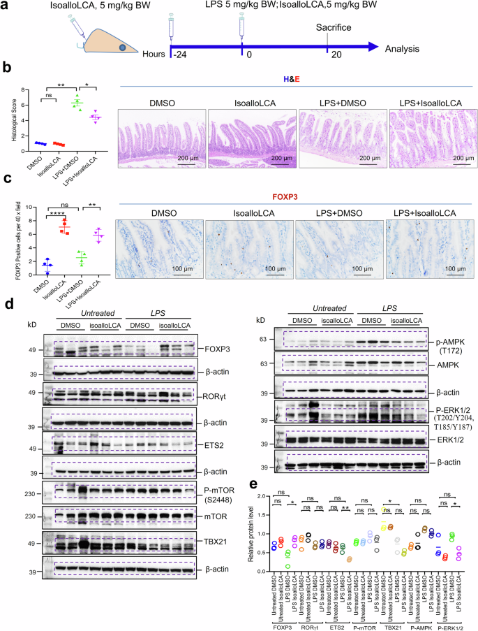 Fig. 6: IsoalloLCA inhibits the lipopolysaccharide (LPS)-induced inflammation in small intestines.