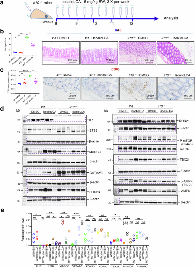Fig. 7: IsoalloLCA alleviates chronic enterocolitis in Il10 knockout (Il10−/−) mice.