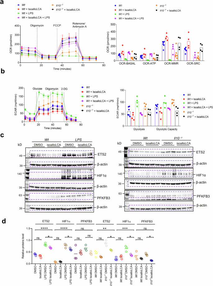 Fig. 8: IsoalloLCA promotes mitochondrial oxidative phosphorylation in macrophages.
