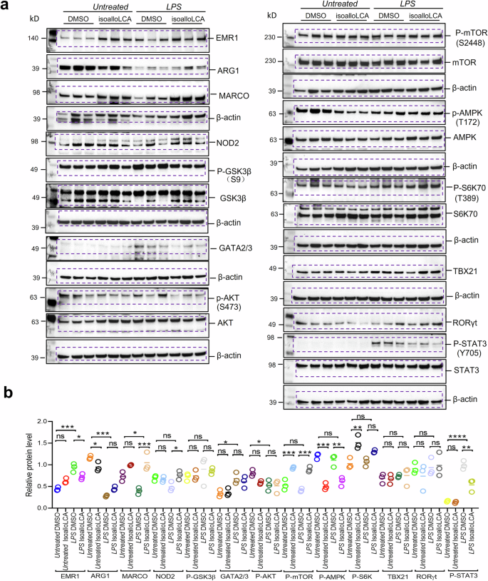 Fig. 9: IsoalloLCA suppresses inflammation in LPS-stimulated macrophages.