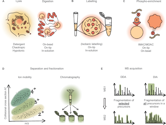 dsip phospho dsip used synonymously Pho-Tip: One-Pot Dephosphorylation for Rapid and Sensitive Analysis of DIA Phosphoproteomics Data The pursuit of ultrasensitive phosphoproteomics