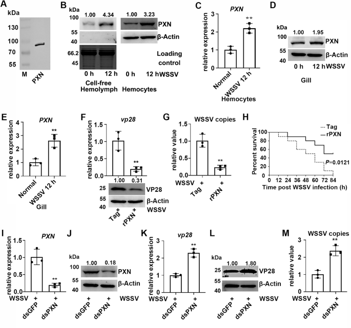 Fig. 1: The antiviral functions of PXN in crayfish.